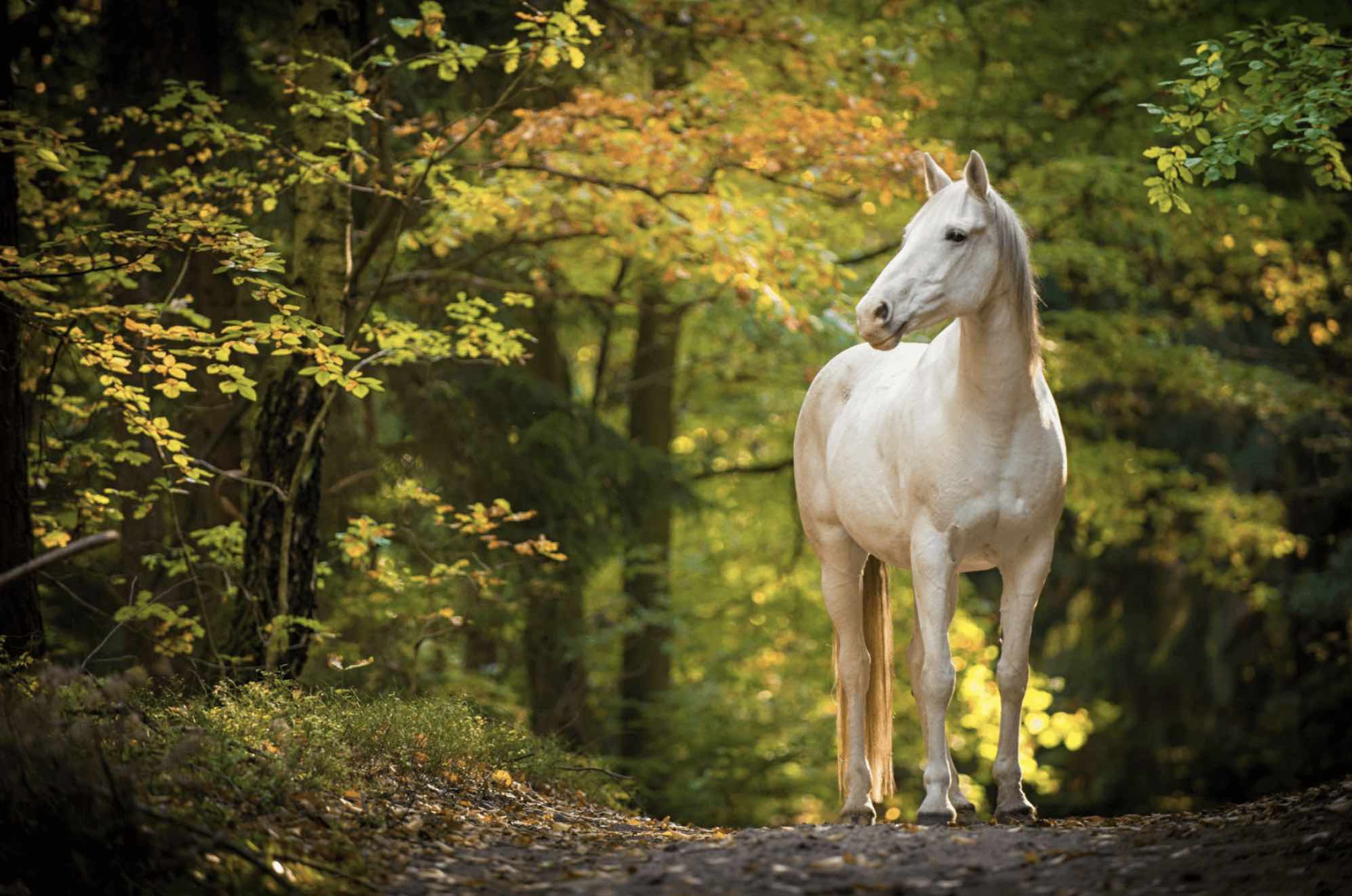 About The Saddle Bank About The Saddle Bank image