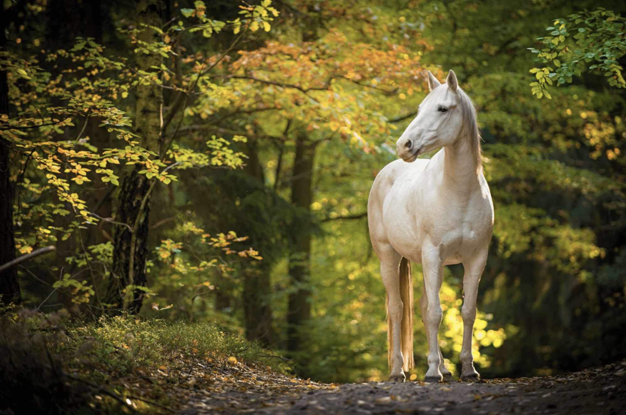 About The Saddle Bank image