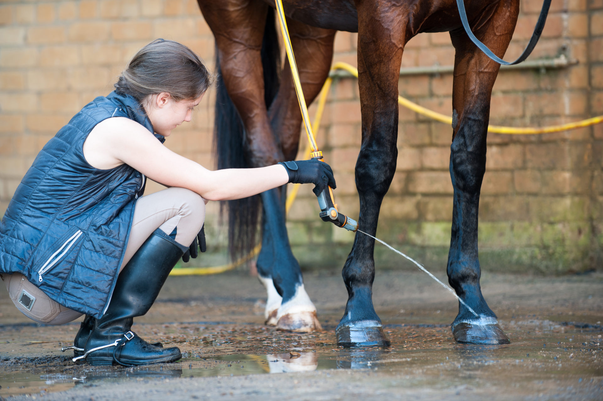Photograph of a lady cleaning a horse