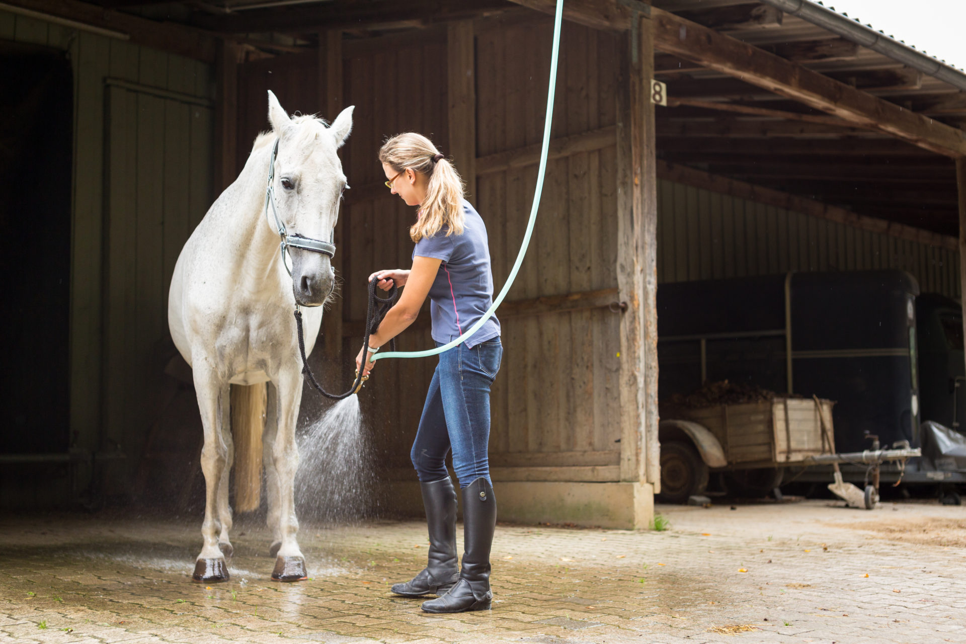 Photograph of a lady hosing down a horse in a yard