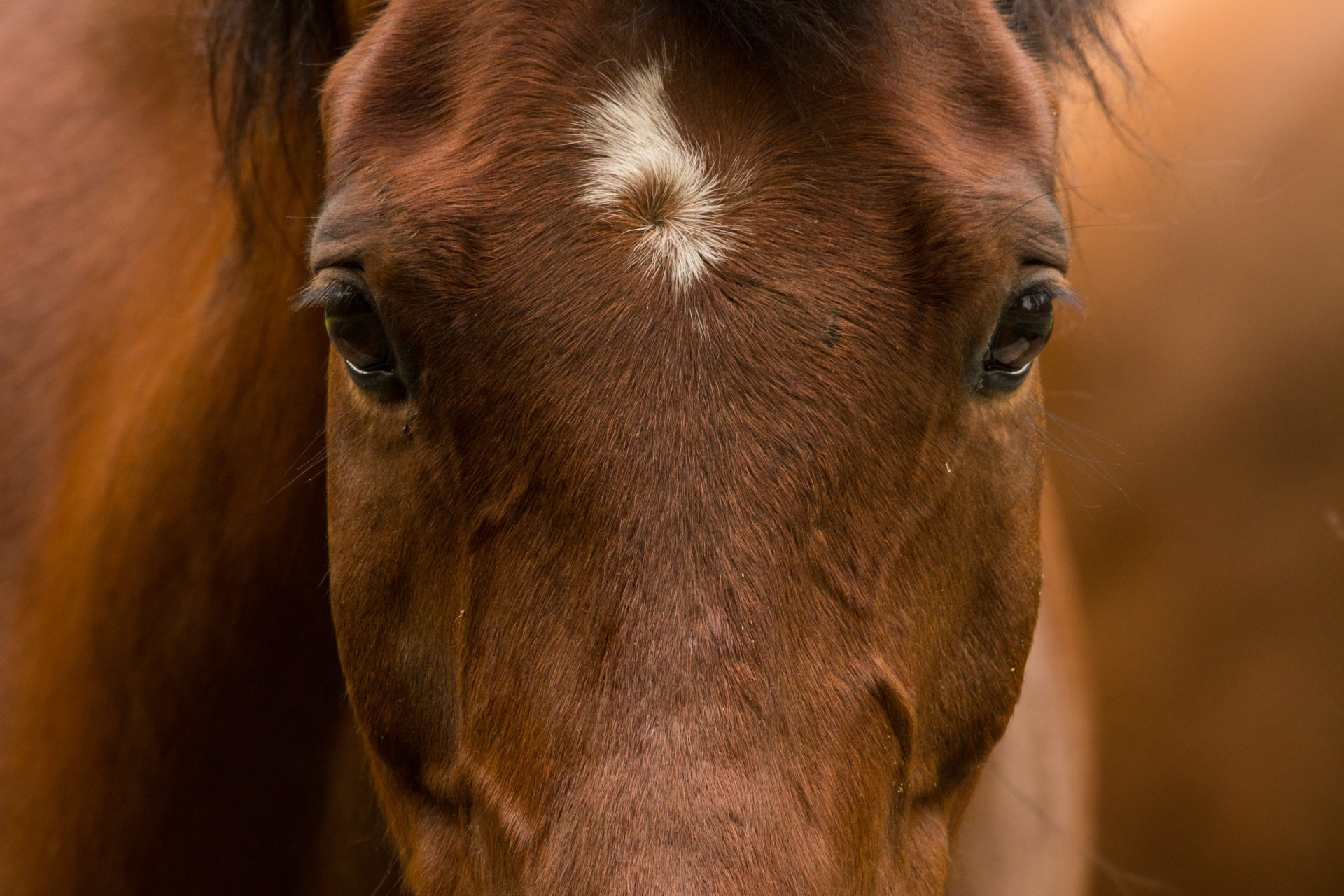 Photograph of a horse rearing up