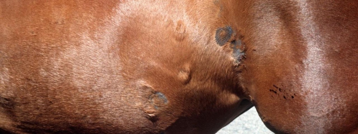 ringworm in horses