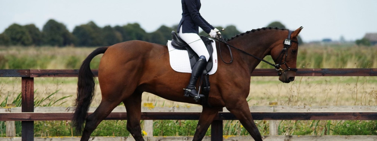 British Dressage Competitions