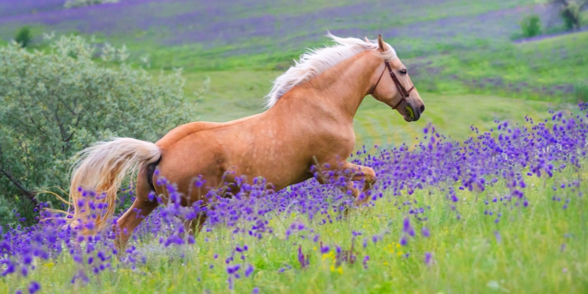 Palomino Horse