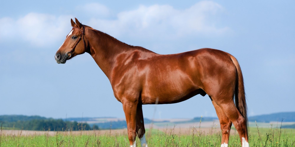 Chestnut Horse