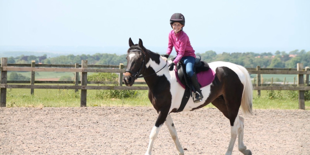 skewbald Horse skewbald Horse