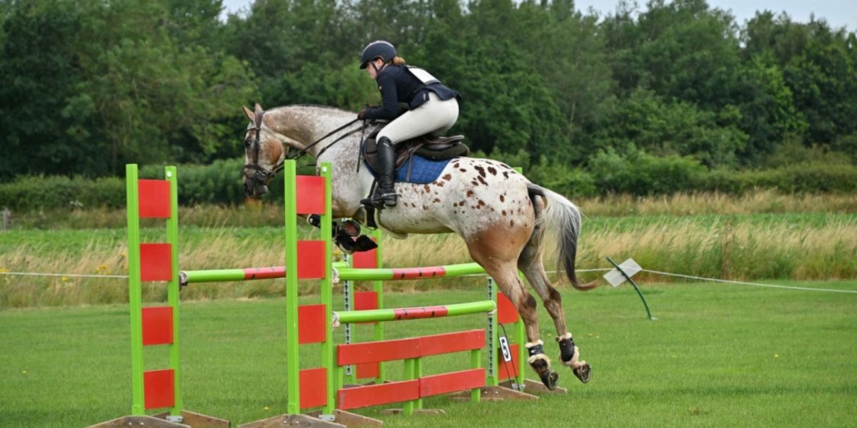 Appaloosa Horse Appaloosa Horse