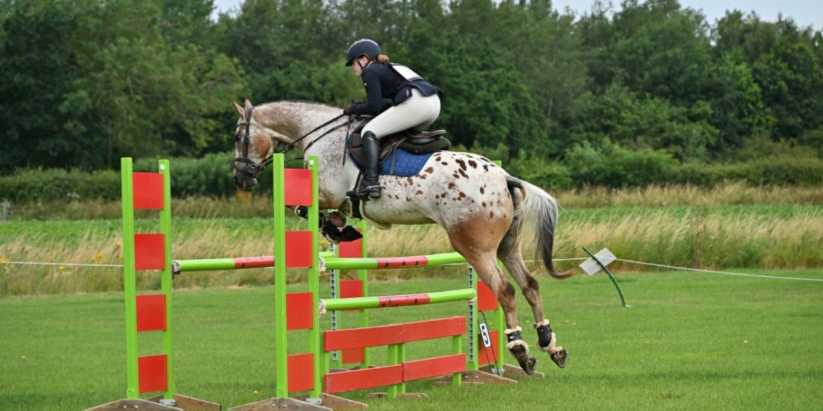 Appaloosa Horse