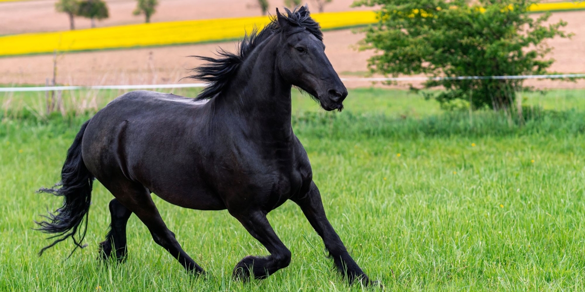 Black Horse Black Horse