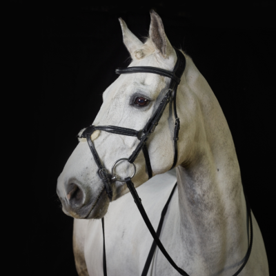 Image of GFS PS Grackle Bridle