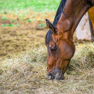 Image of Basic Horse Management