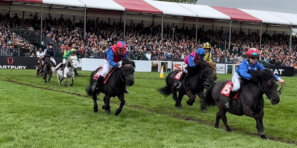 shetland pony grand national shetland pony grand national