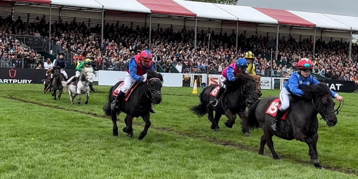 shetland pony grand national