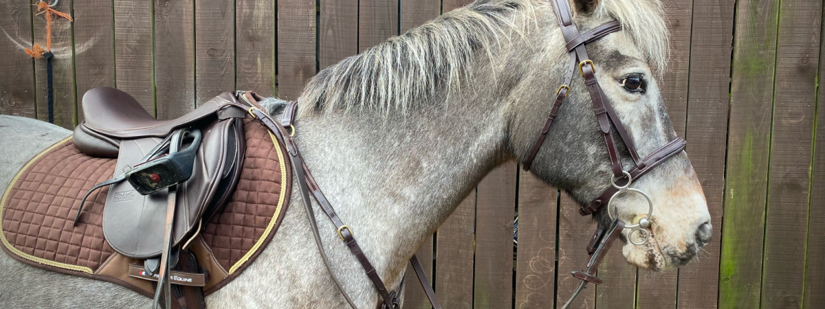 gfs pony saddle