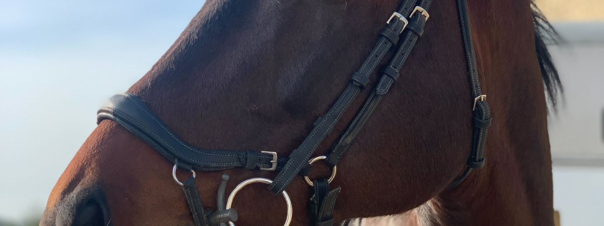 Does your bridle fit