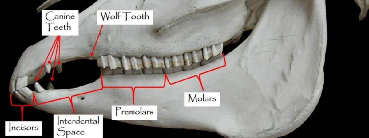 horse teeth