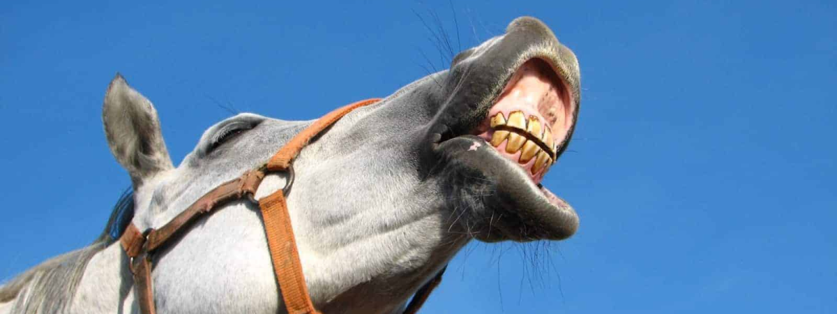 horses teeth