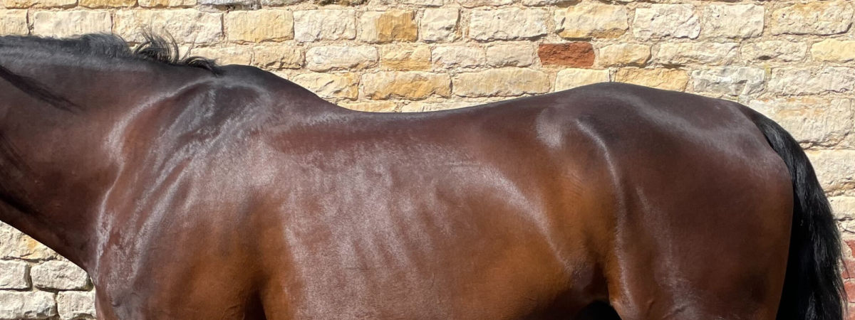 Western saddle pads for high withered horses best sale