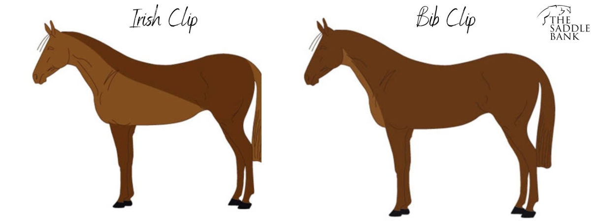 when to clip a horse