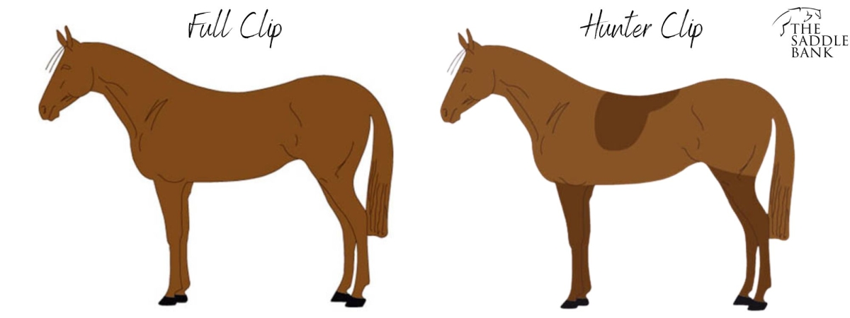 horse clip