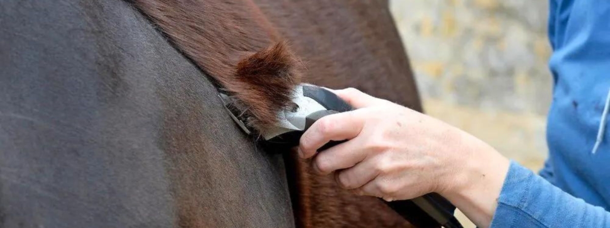 what clip to do on your horse