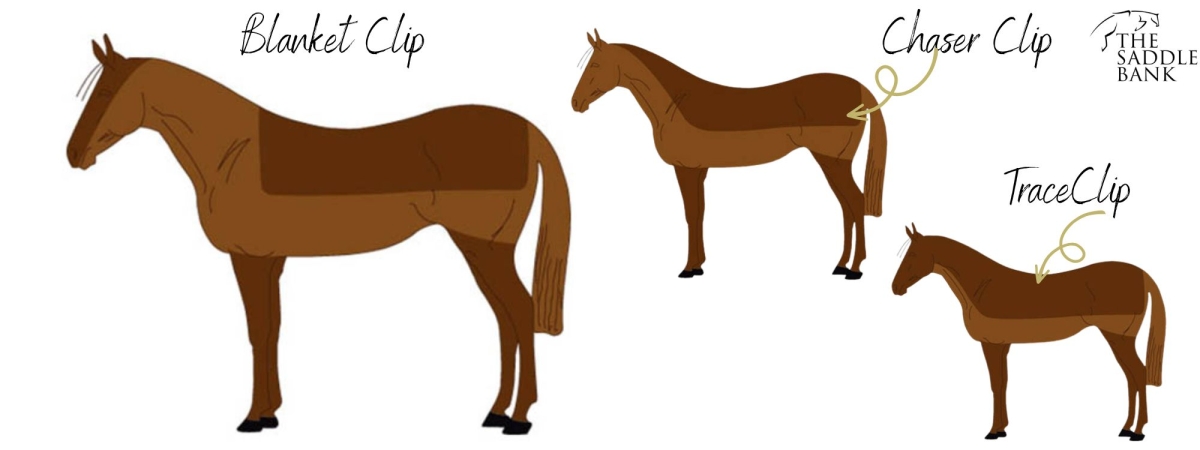clipping horses