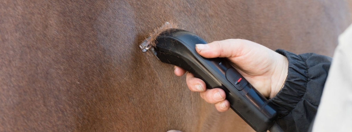 horse haircut