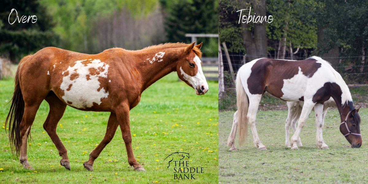 Paint Horses Paint Horses