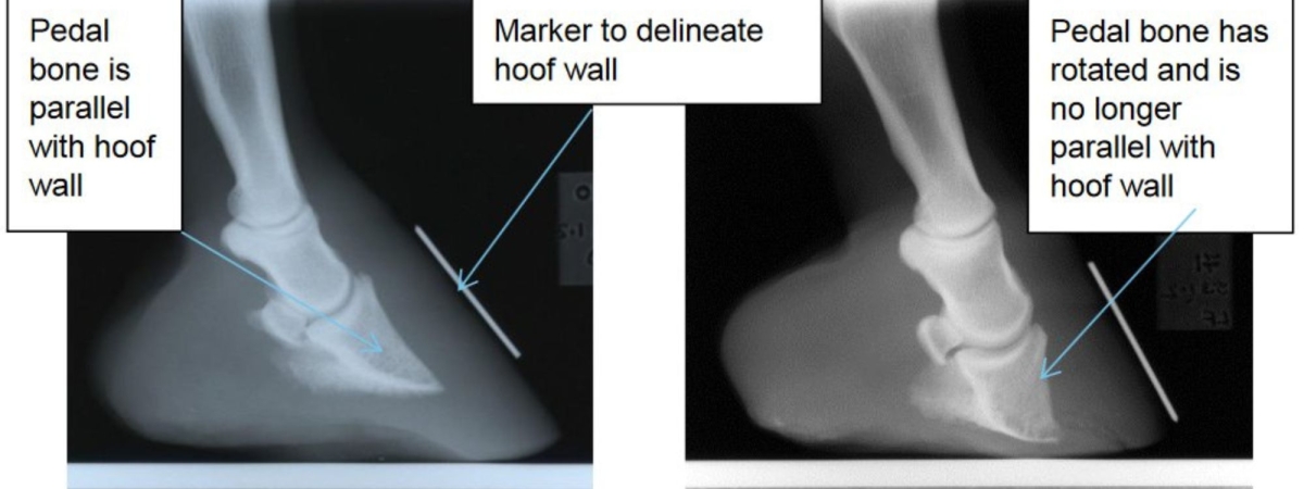 laminitis