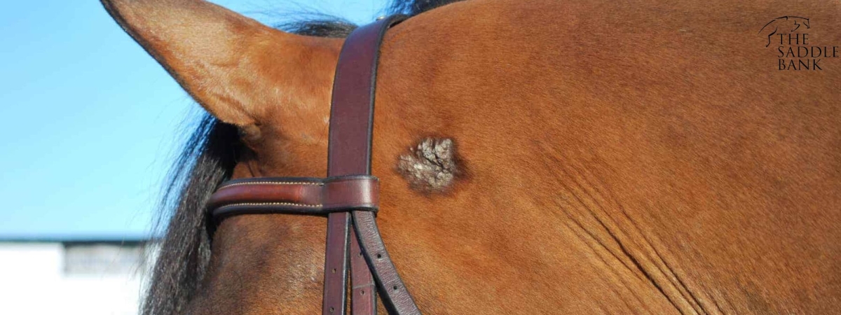 sarcoids in horses