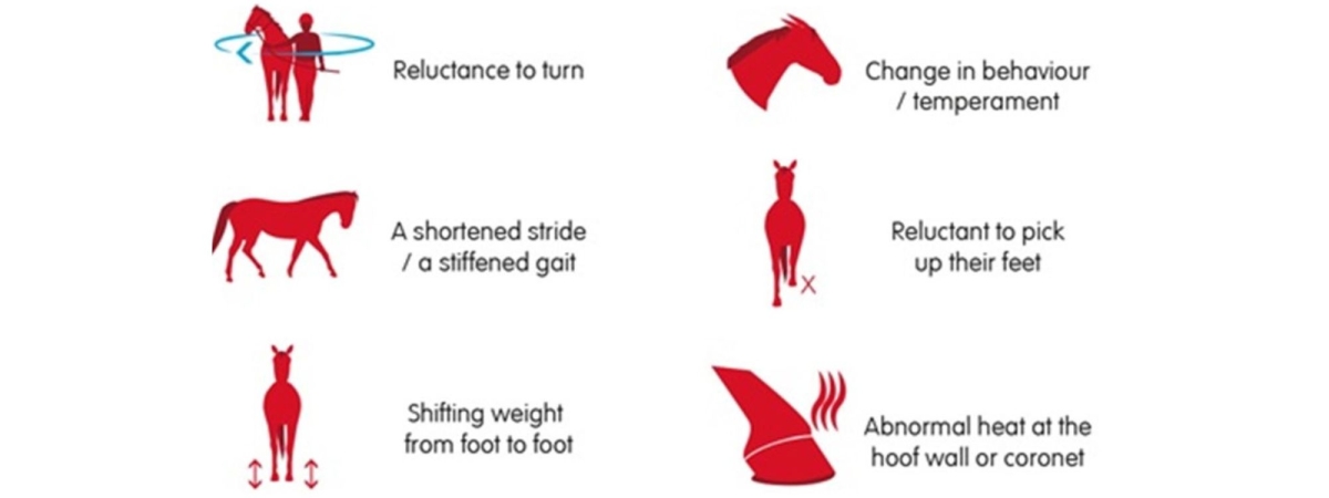 laminitis in ponies