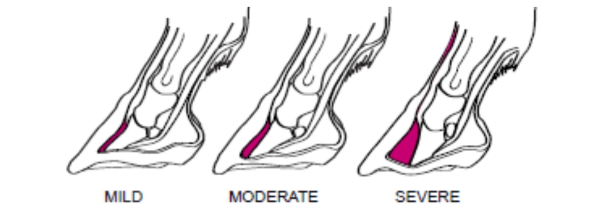 laminitis in horses and ponies