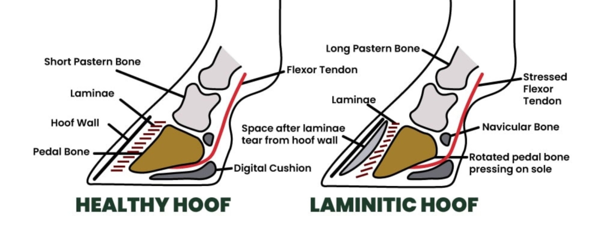 laminitis