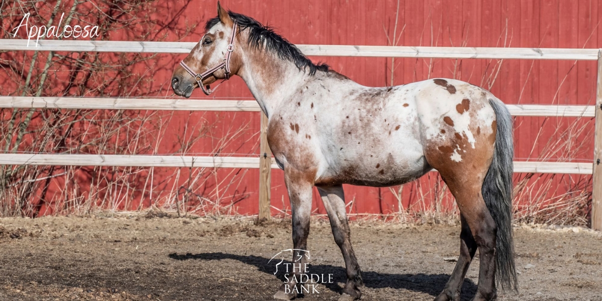 Appaloosa Horse