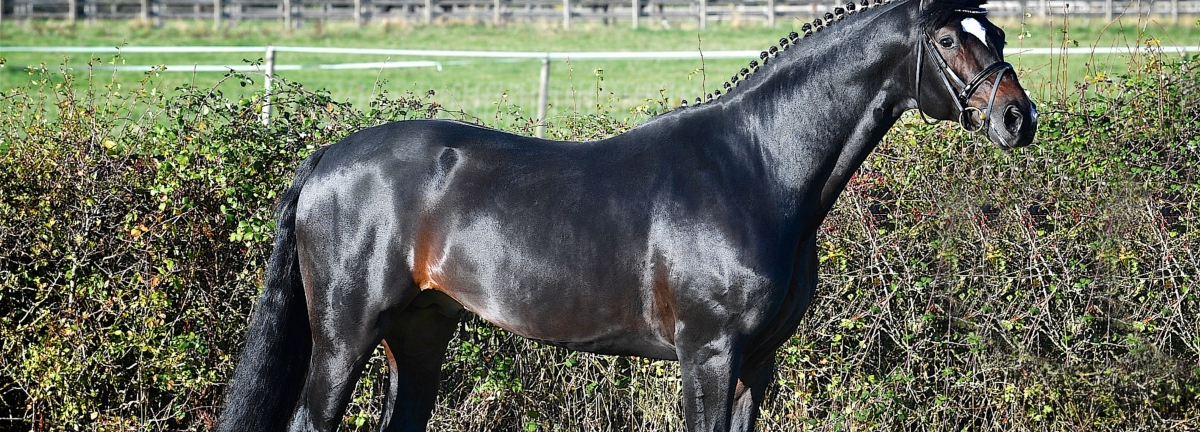 british horse breed