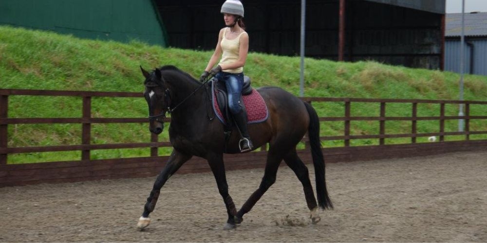 Best saddle 2021 online