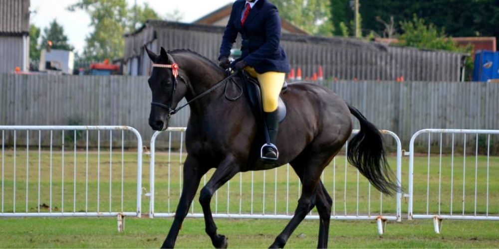 thoroughbred horse