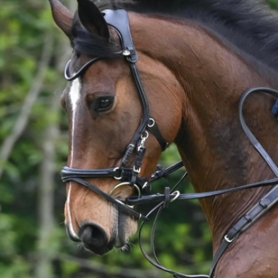 Image of Evo Equipe Emperor additional cheeks