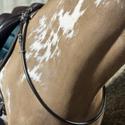 Image of Evo Equine Luxury Rolled Leather Neck Strap