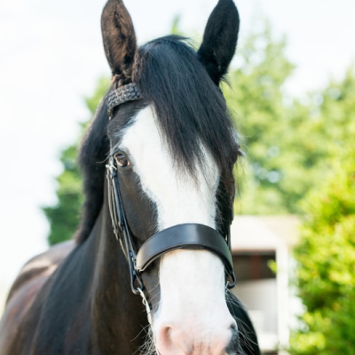 Image of Evo Equine Shire/Draft Horse Hunter Bridle