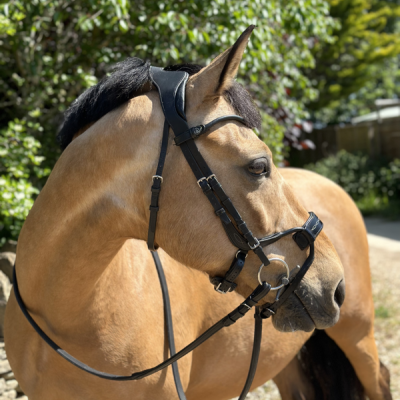 Image of Evo Equine Saxon Comfort Anatomical Bridle