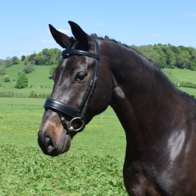 Image of Evo Equine Deluxe Hunter With Removable Flash