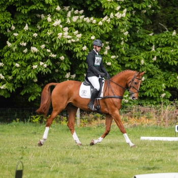 Dressage saddles